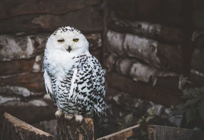 Close-up portrait of owl perching outdoors