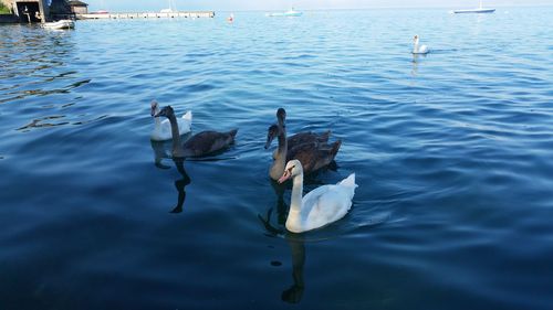 Birds swimming in lake