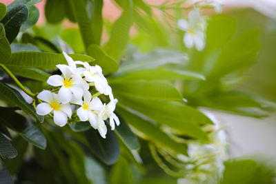 Close-up of white flowering plant