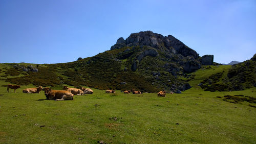 Cows on field against clear sky