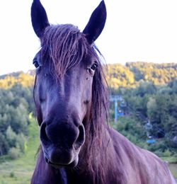 Close-up portrait of horse on field against sky