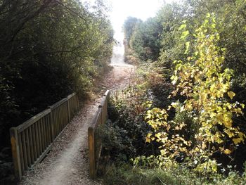 Steps amidst trees during autumn