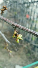 Close-up of flower buds