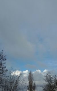 Low angle view of trees against sky