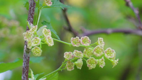 Close-up of flowering plant
