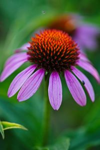 Close-up of purple flower