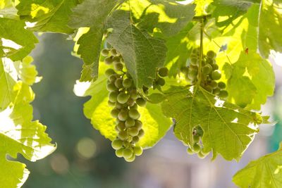 Close-up of grapes growing in vineyard