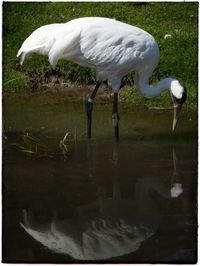 Birds in water