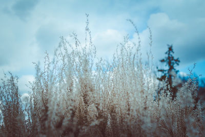 Scenic view of field against cloudy sky