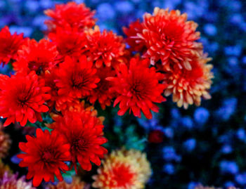 Close-up of red flower