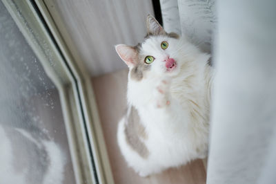 White cat playing beside glass window at home
