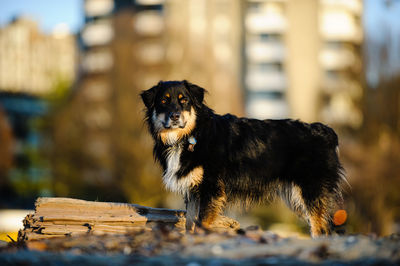 Dog outdoors