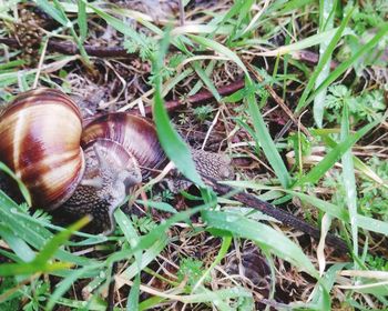 High angle view of snail on field