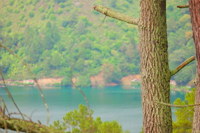 Scenic view of trees by lake