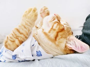 Close-up of cat sleeping on the floor 