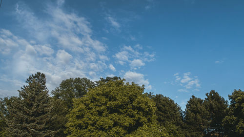 Low angle view of trees against sky