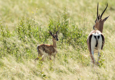 Oryx standing on grassy field