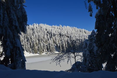 Snow covered plants by trees against sky