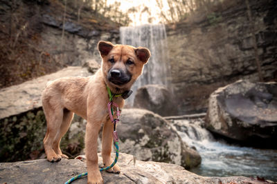 Portrait of dog standing on rock