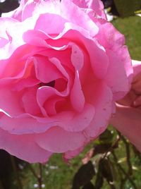 Close-up of pink rose