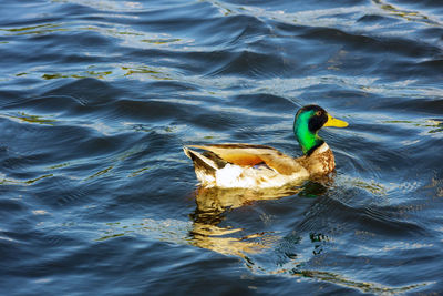 High angle view of duck swimming in lake