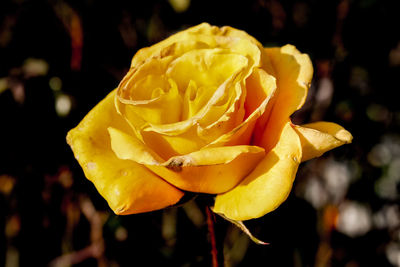 Close-up of yellow rose