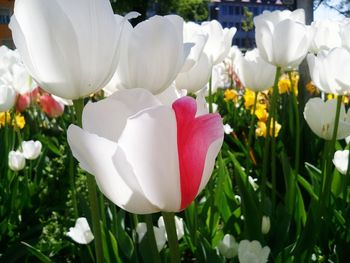 Close-up of white tulips