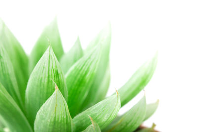 Close-up of fresh green plant against white background