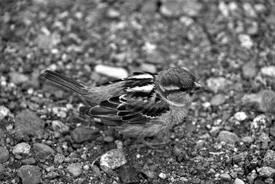 Close-up of bird perching on field