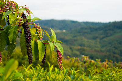 Close-up of fruit growing on tree