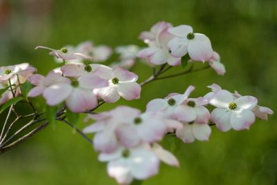 Close-up of purple flowering plant