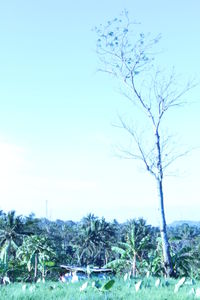 Bare tree on field against clear sky