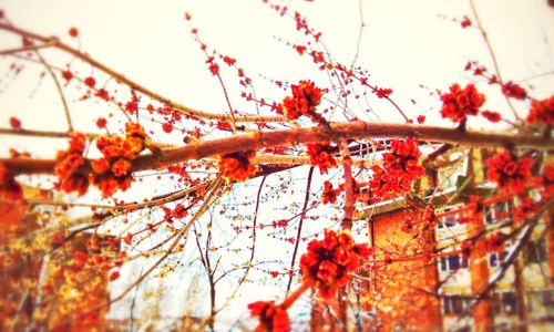 Close-up of red flowers on tree