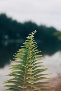 Close-up of fern leaves
