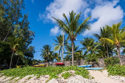 Palm trees on beach against blue sky