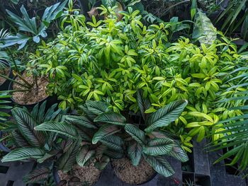 Full frame shot of plants