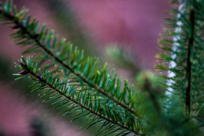 Close-up of plants growing outdoors