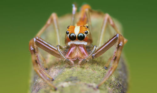 Close-up of spider