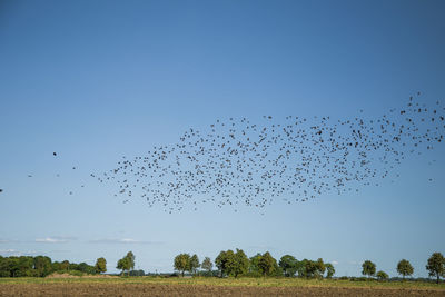 Flock of birds flying in the sky