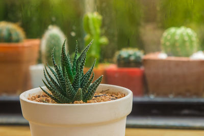 Close-up of succulent plant in pot