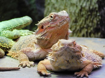 Close-up of a lizard