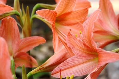 Close-up of day lily