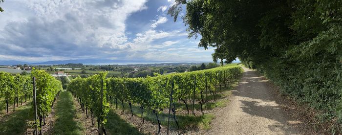 Panoramic view of vineyard against sky