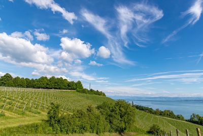 Panoramic shot of trees on field against sky