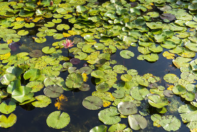 Water lily in lake