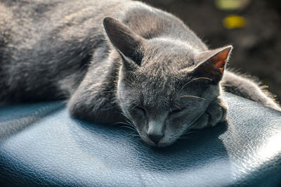 Close-up of cat sleep