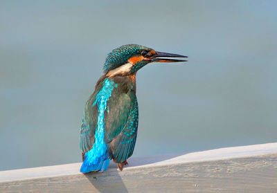 Close-up of bird perching on wall