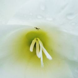 Close-up of bee on flower