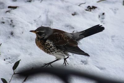 Close-up of bird perching on snow