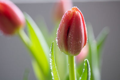 Close-up of wet red flowering plant